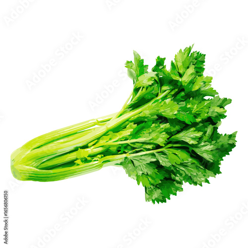 Celery herb illustration