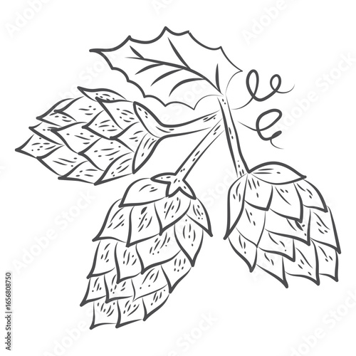 Hand drawn hop