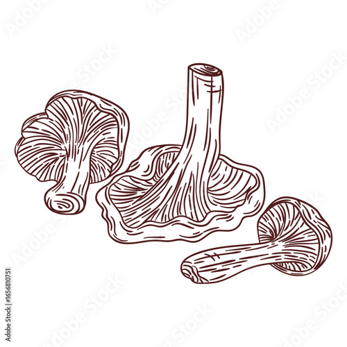 Mushroom food fungi hand drawn