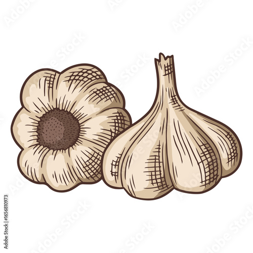 Pair of garlic heads illustration