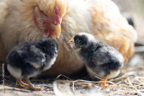 chicken on the farm