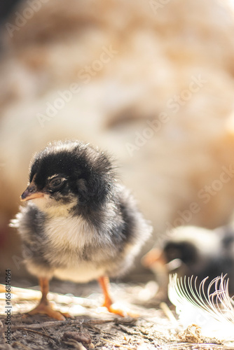 baby chicken in a nest