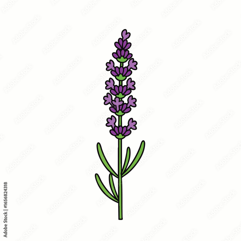 Obraz premium A charming minimalist illustration of a single aromatic lavender sprig, showcasing its beautiful purple blossoms and fresh green leaves, perfect for serene designs.