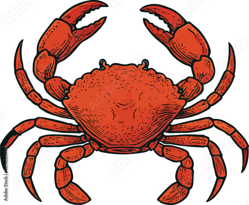 Red crab vector illustration on a white background