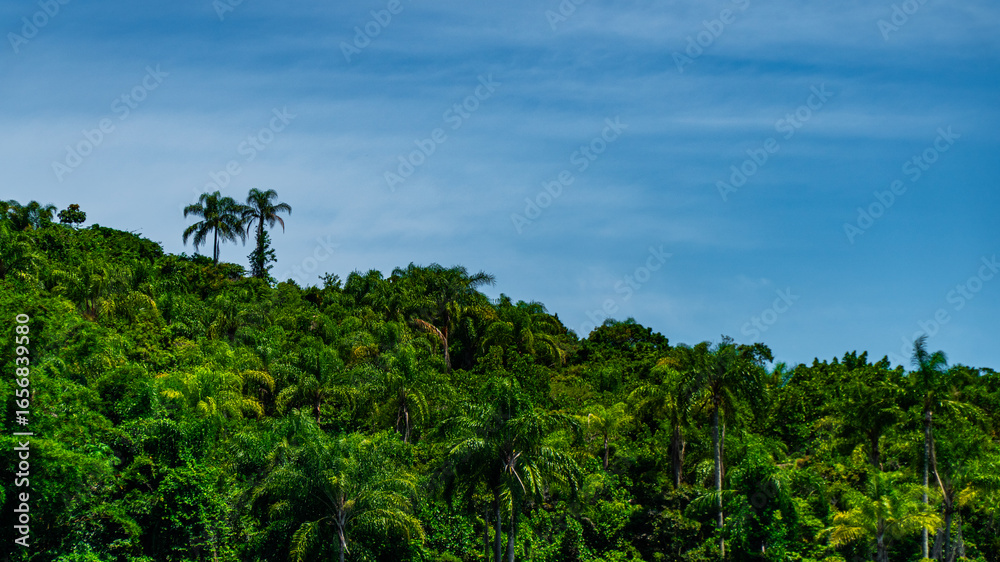 Fototapeta premium Natureza Paisagem Mata-Atlântica Mar Oceano Paraty Brasil Verde Montanha Barco Cachoeira Biodiversidade Costa Preservação Ecoturismo Trilha Serra Reflexo Água-Cristalina Ilhas Vegetação Selva Fauna