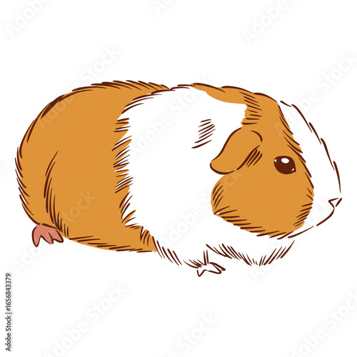 Guinea pig hamster animals