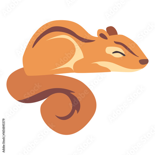 Squirrel animals