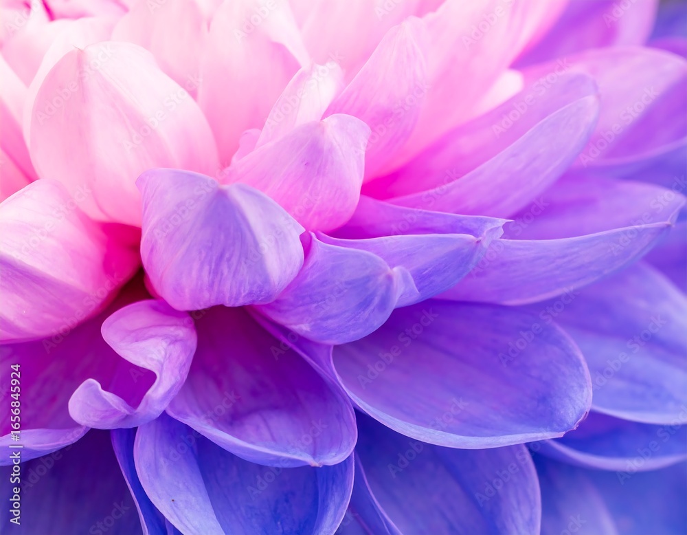 Vibrant dahlia petals Vibrant dahlia petals