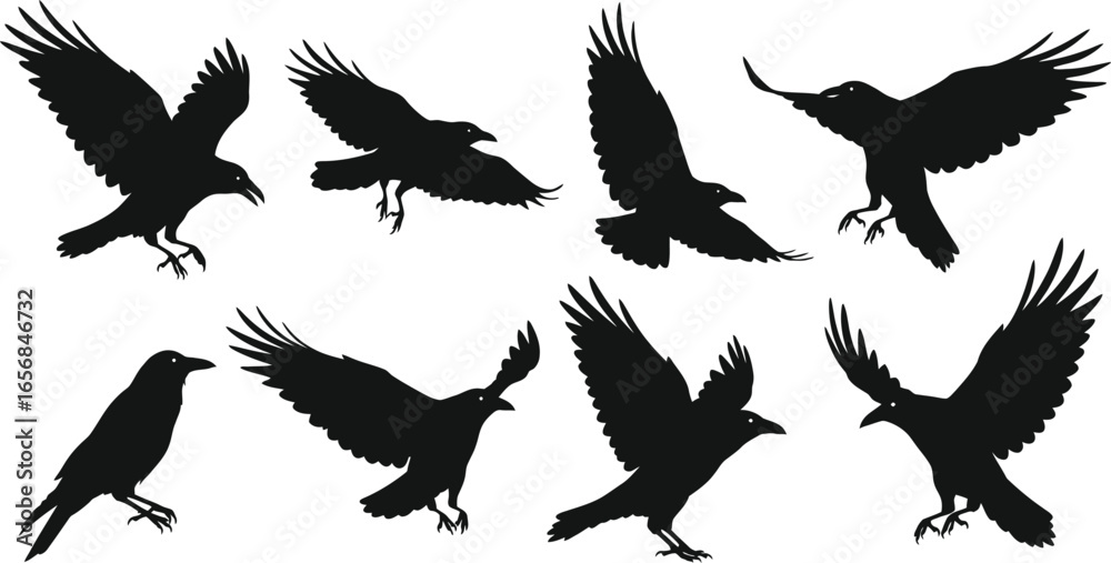 Obraz premium Flying Raven Silhouette Set Black Bird Illustrations on Transparent Background set black raven silhouettes various flying poses The silhouette style gives distinctive and striking look