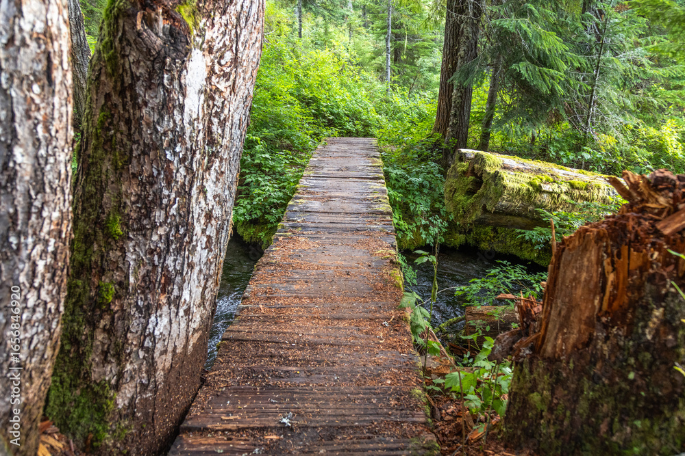 Obraz premium wooden bridge in the forest