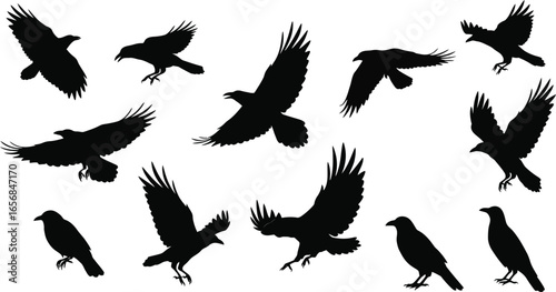 Collection of Black Raven Silhouettes in Various Poses on Transparent Background collection black raven silhouettes various poses including flying and perched transparent background The silhouette