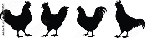 Chicken silhouette vector set with rooster and hen, poultry farm animals, agriculture icons, livestock illustration, black graphic collection for farming and rural design