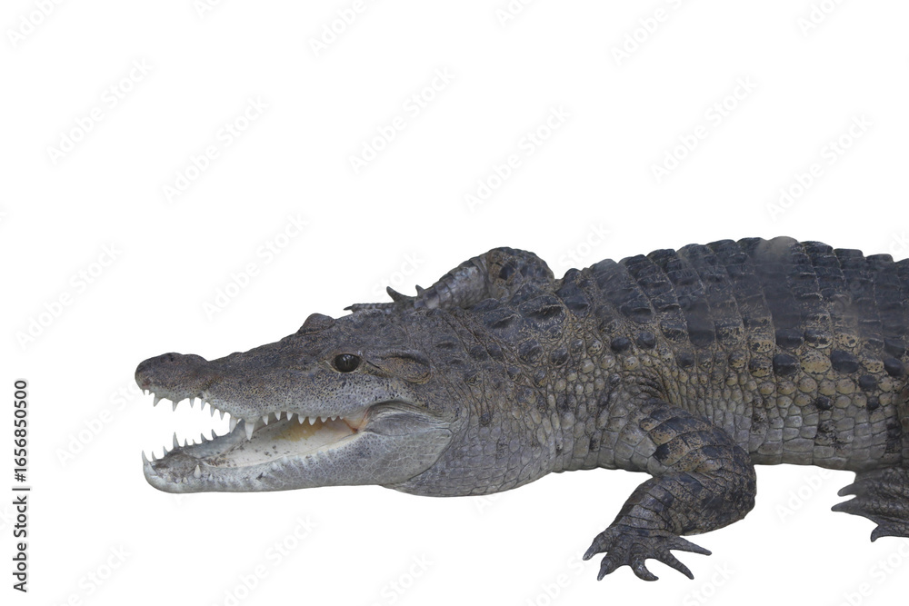 Obraz premium crocodile isolated on transparent background