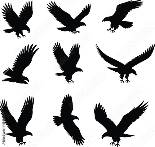 Eagle flying silhouette vector illustration, predatory bird in flight, hunting raptor graphic design, wild bird wings spread, majestic eagle pose, falcon hawk symbol art