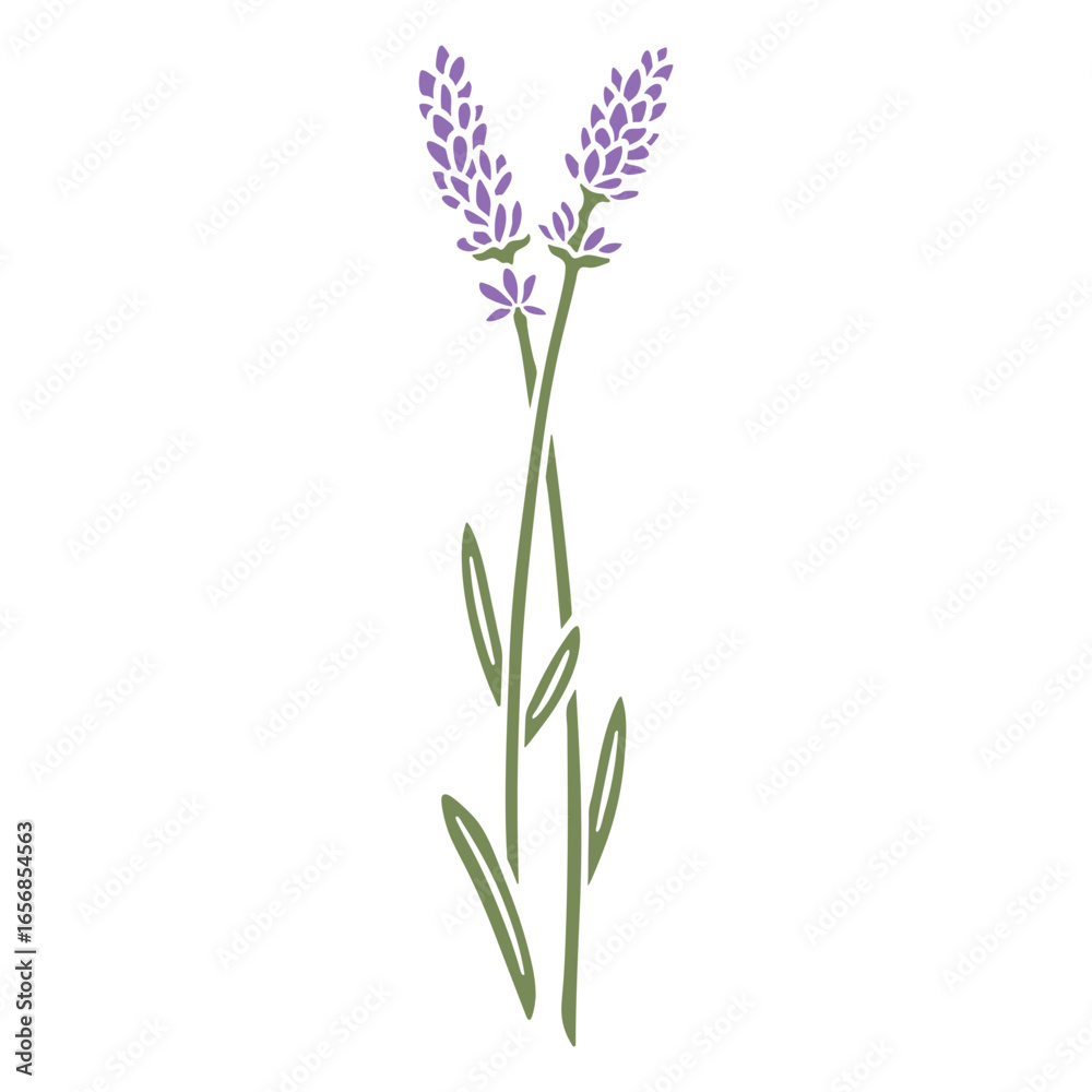Obraz premium Lavender flowers stem cut out