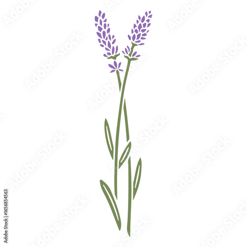 Lavender flowers stem cut out