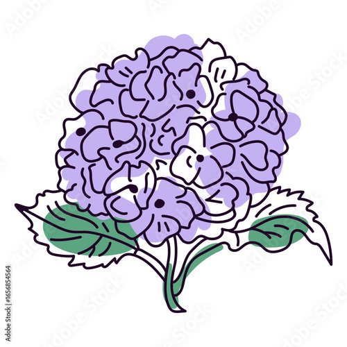 Hydrangea flowers color stroke