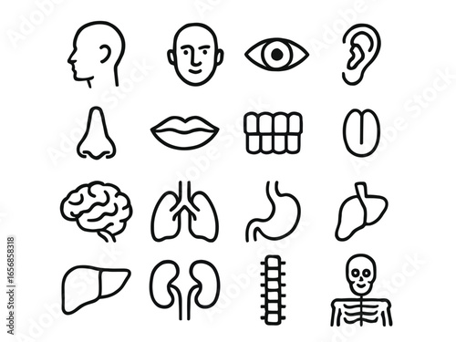 Set of 16 human body part and organ line icons, including head, face, eye, ear, nose, mouth, teeth, tongue, brain, lungs, stomach, heart, liver, kidneys, spine, skeleton.