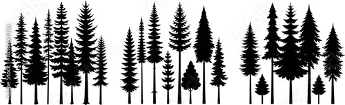 Silhouettes of Pine and Fir Trees in a Natural Forest Setting – Vector Design	
