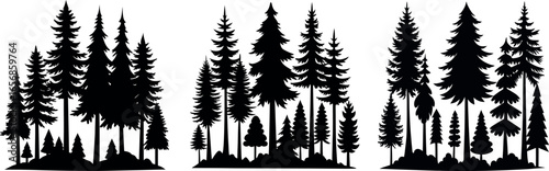 Silhouettes of various evergreen trees in a forest