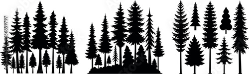 Silhouettes of various evergreen trees in a forest