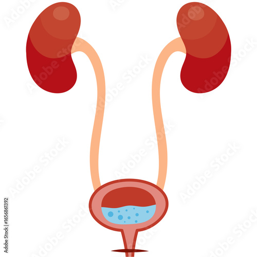 Anatomical diagram of the human urinary system with kidneys, ureters, and bladder. Vector illustration for medical education concept.