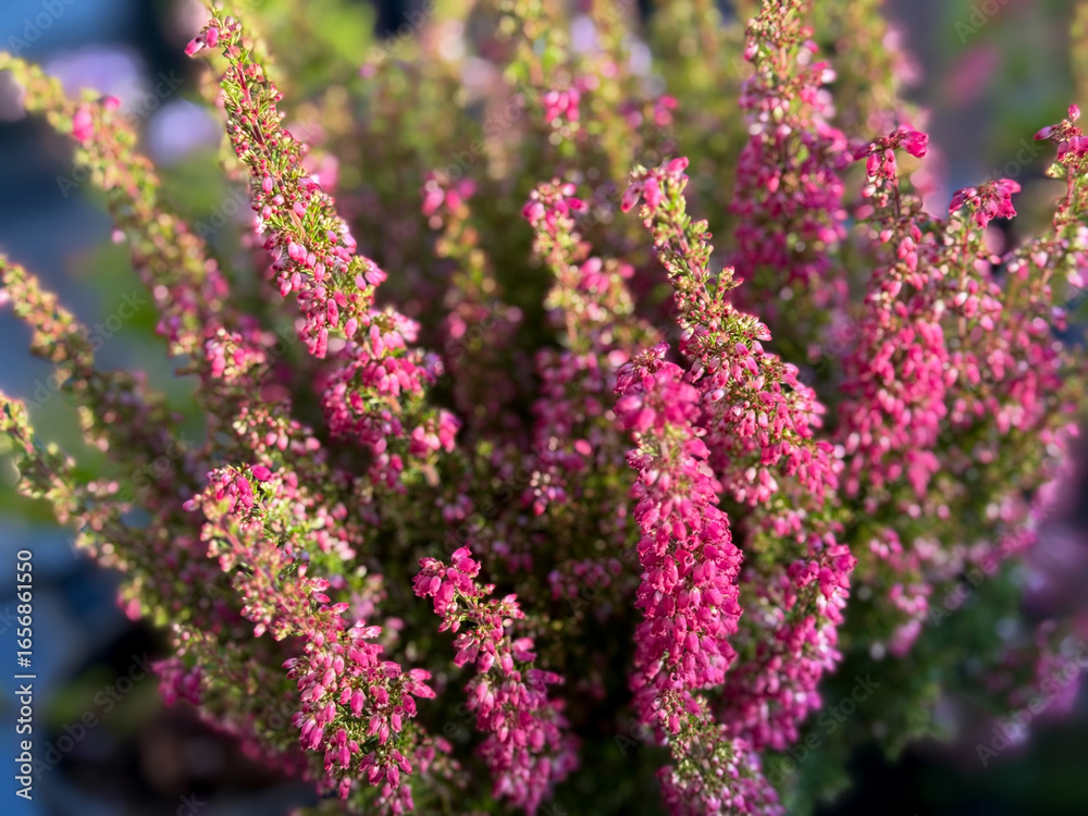 Obraz premium Beautiful blooming vinrant purple-pink bell Heather Erica cinerea decorative flowers in flower pot in balcony garden close up