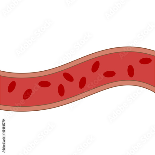 Blood Flow Illustration A Simplified Diagram of Red Blood Cells Within a Vein or Artery