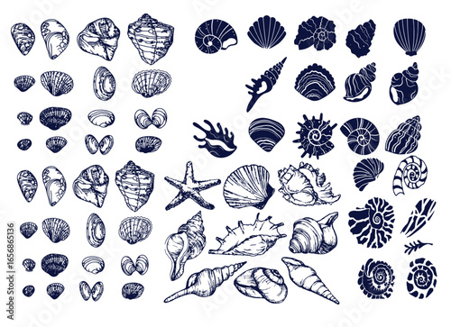 Seashells set or mollusca different forms. sea creature. engraved hand drawn in old sketch, vintage style. nautical or marine, monster or food. animals in the ocean