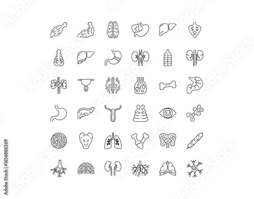 Icons of organs in a line style. This vector illustration features icons for muscle, liver, stomach, kidney, urinary system, eyeball, bone, lung, and neuron, all outlined