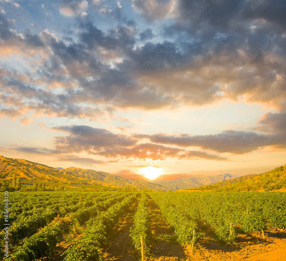 Naklejka premium summer vineyard in mountain valley at the sunset