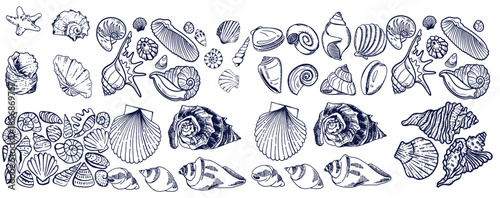 Seashells set or mollusca different forms. sea creature. engraved hand drawn in old sketch, vintage style. nautical or marine, monster or food. animals in the ocean