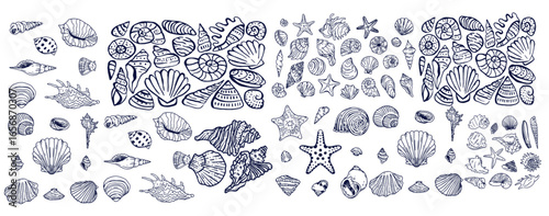 Seashells set or mollusca different forms. sea creature. engraved hand drawn in old sketch, vintage style. nautical or marine, monster or food. animals in the ocean