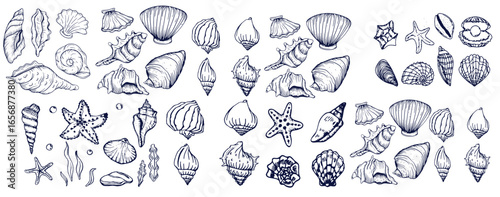 Seashells set or mollusca different forms. sea creature. engraved hand drawn in old sketch, vintage style. nautical or marine, monster or food. animals in the ocean