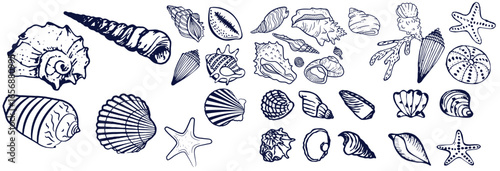 Seashells set or mollusca different forms. sea creature. engraved hand drawn in old sketch, vintage style. nautical or marine, monster or food. animals in the ocean