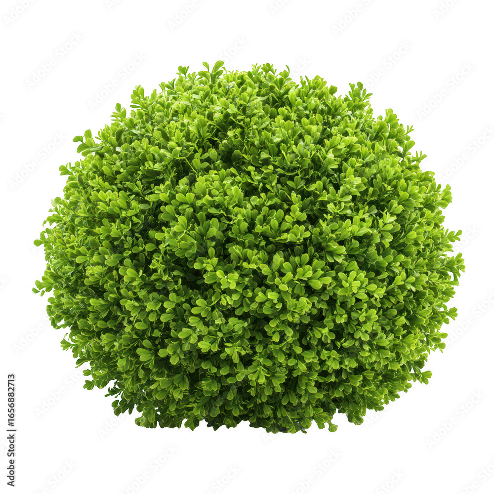 Obraz premium Green bush plant topiary sphere isolated on transparent background