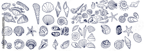 Seashells set or mollusca different forms. sea creature. engraved hand drawn in old sketch, vintage style. nautical or marine, monster or food. animals in the ocean