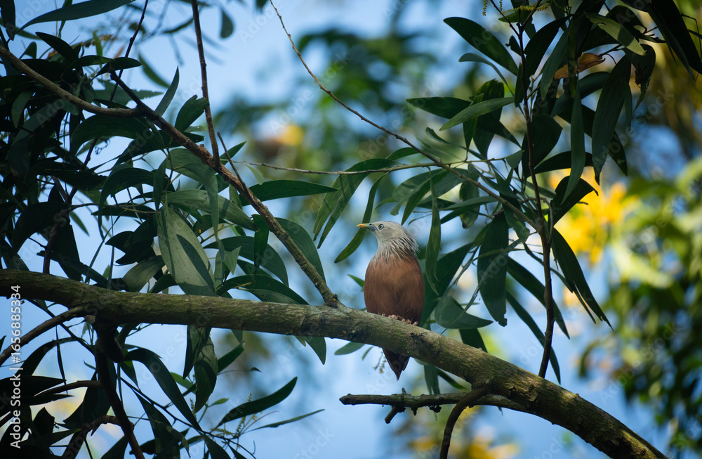 Fototapeta premium A chestnut tailed starling (Sturnia malabarica) on a branch against a sky backdrop, surrounded by leafy branches