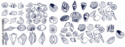 Seashells set or mollusca different forms. sea creature. engraved hand drawn in old sketch, vintage style. nautical or marine, monster or food. animals in the ocean