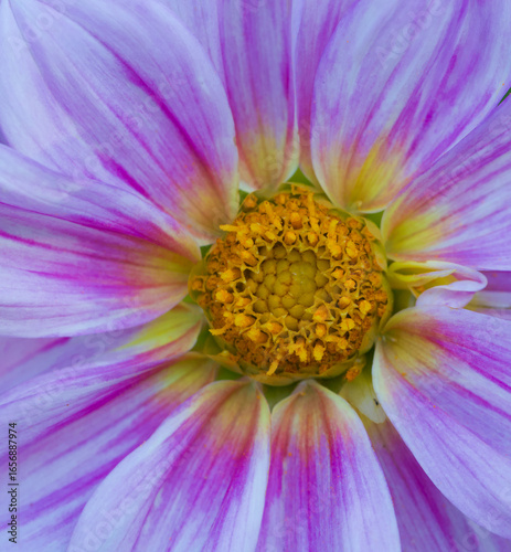 Beautiful close-up of a bicolor dahlia