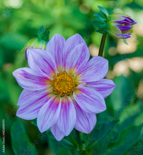Beautiful close-up of a bicolor dahlia