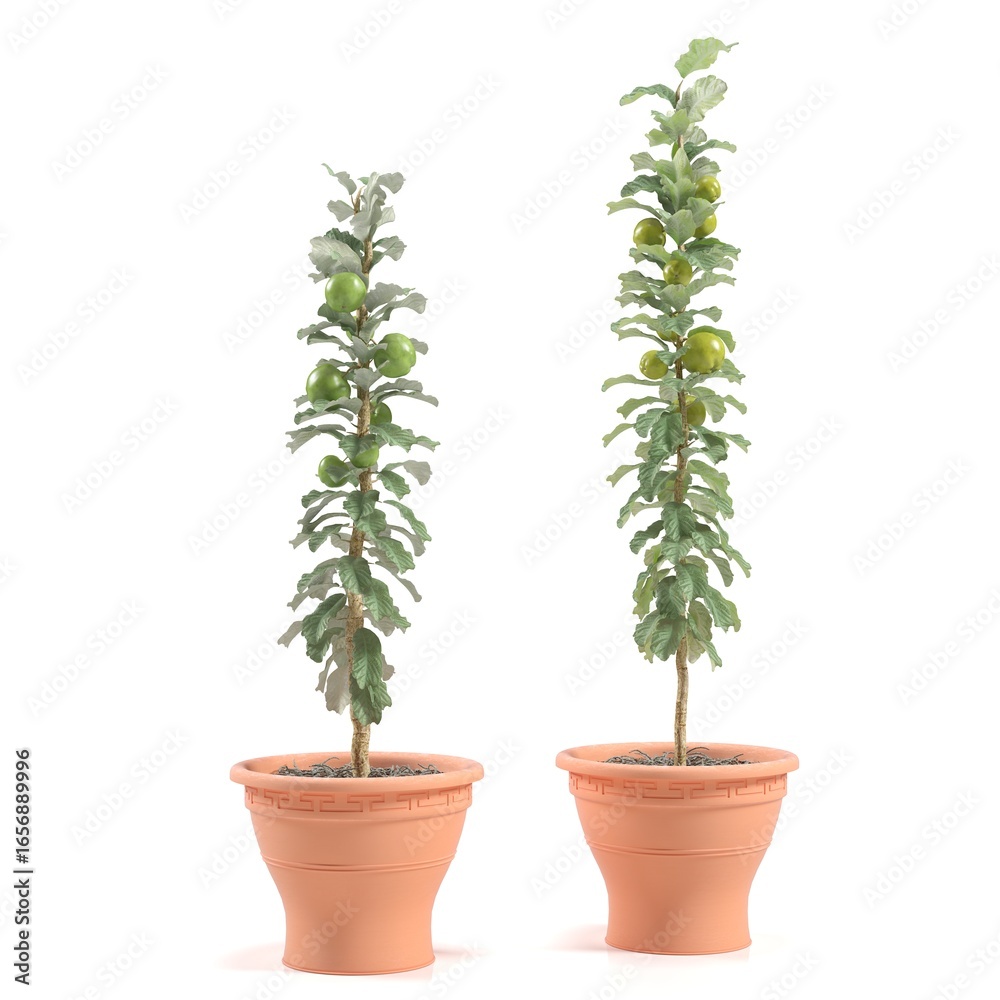 Obraz premium Two young fruit trees in terracotta pots.