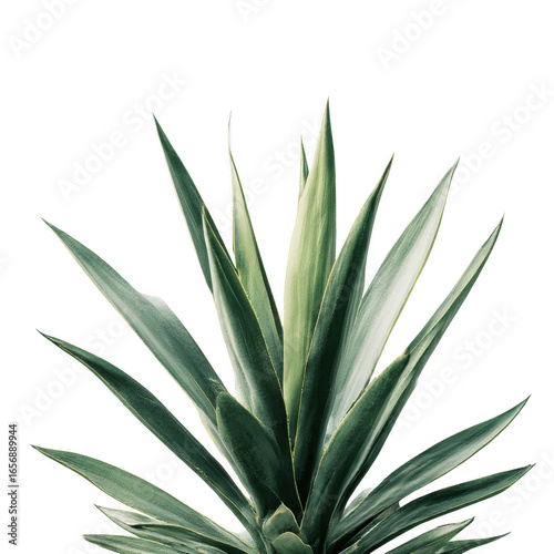 Agave plant with pointed leaves isolated on transparent background
