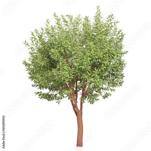 Lush green tree isolated on white background