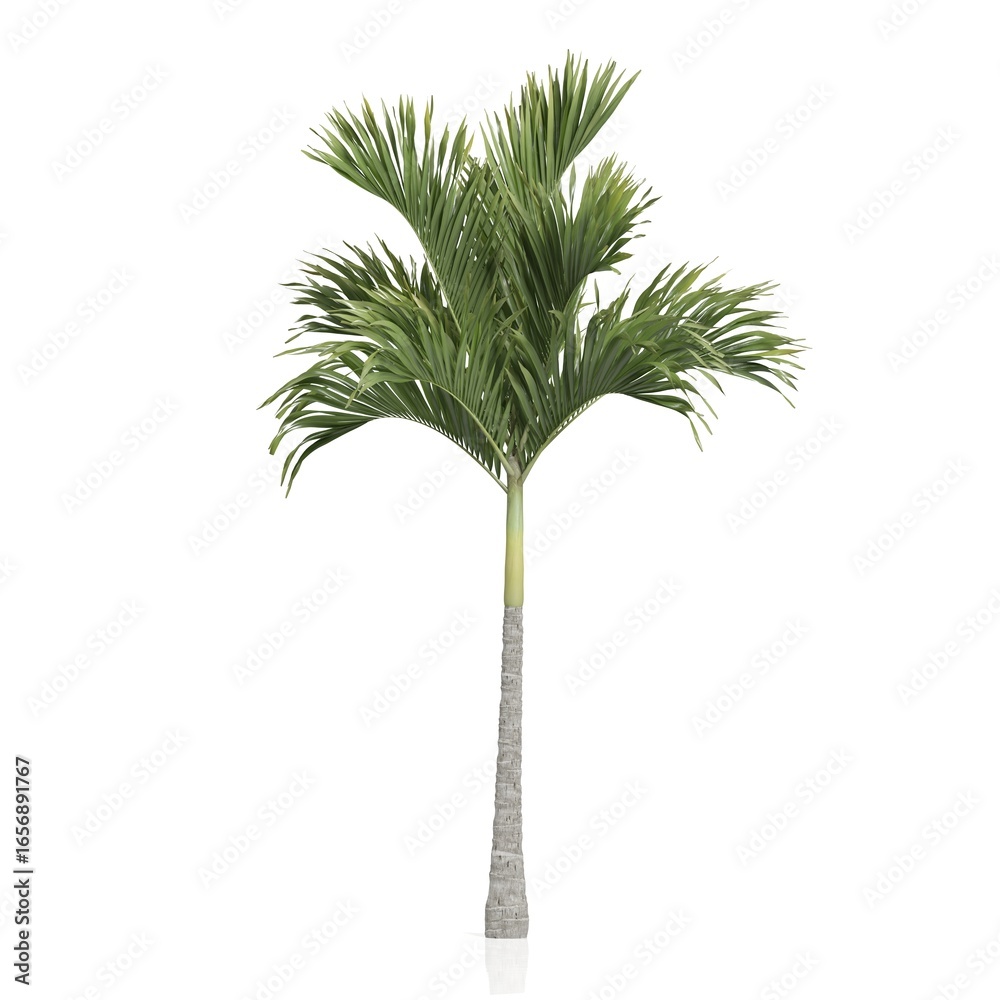Fototapeta premium Elegant solitary palm tree on white background.