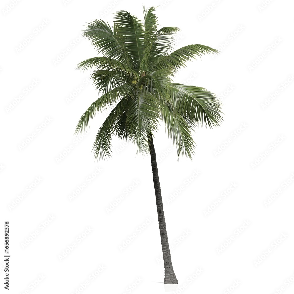 Obraz premium Tall tropical palm tree on white background