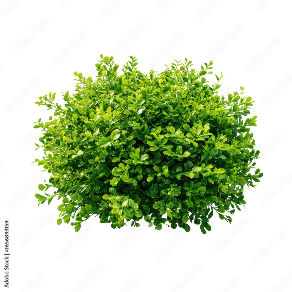 Obraz premium Green bush shrub plant isolated on transparent background