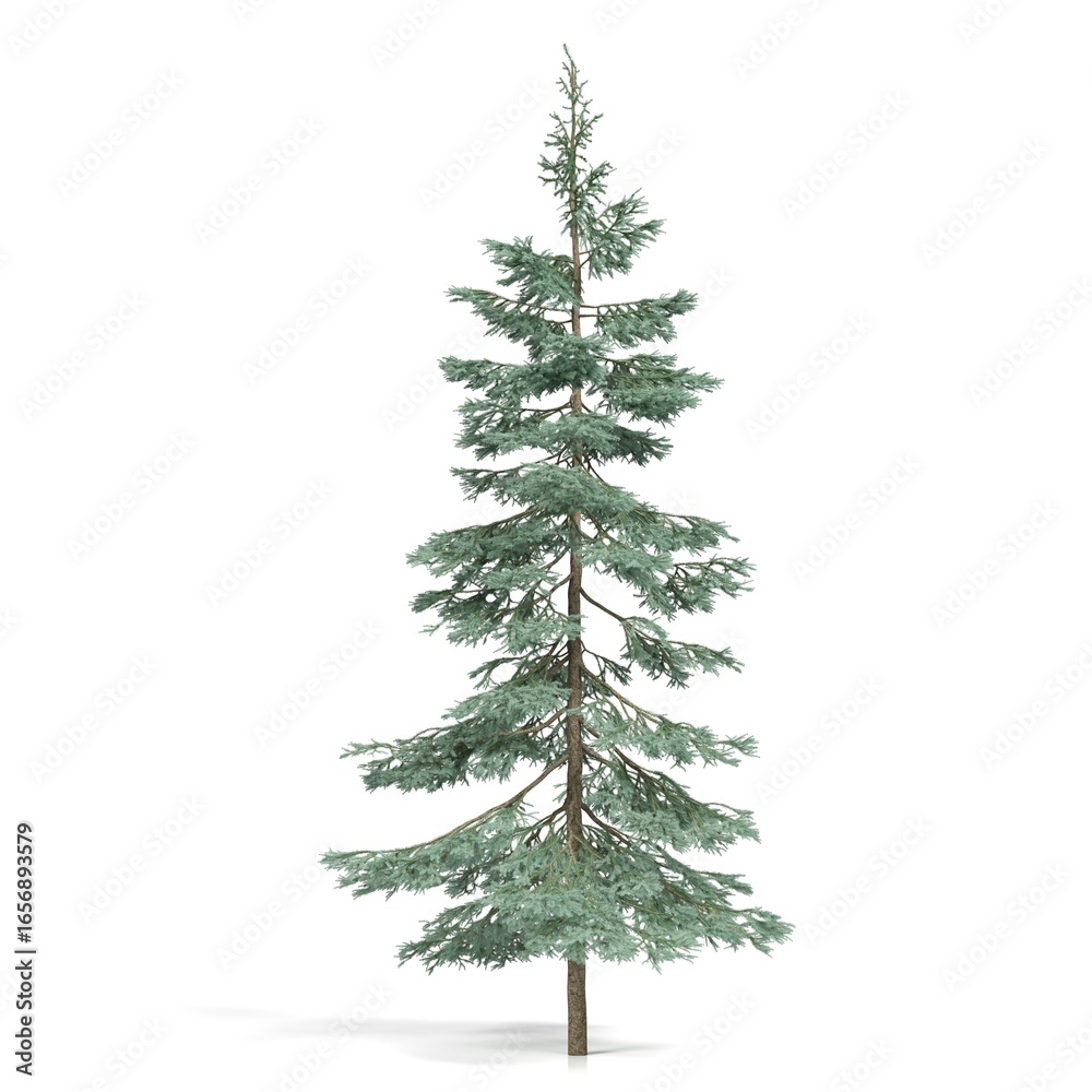 Obraz premium Tall evergreen tree against white background