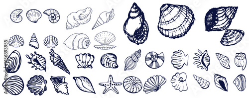 Seashells set or mollusca different forms. sea creature. engraved hand drawn in old sketch, vintage style. nautical or marine, monster or food. animals in the ocean