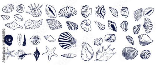 Seashells set or mollusca different forms. sea creature. engraved hand drawn in old sketch, vintage style. nautical or marine, monster or food. animals in the ocean